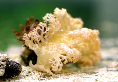 Elegante Tritoniopsis -  Tritoniopsis elegans - White Tritoniopsis