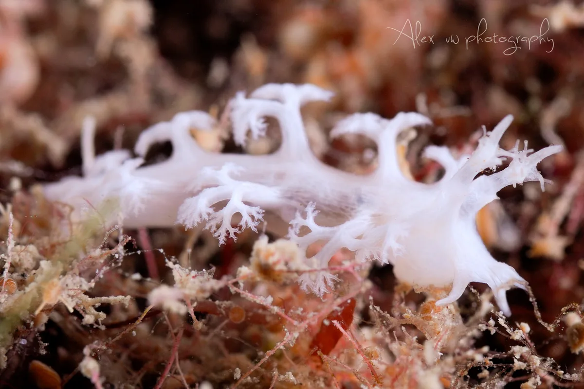 Tritoniopsis elegans