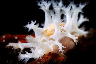 White tritoniopsis