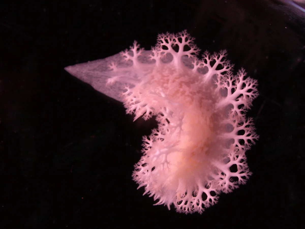 Nudibranch