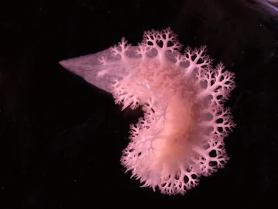 Nudibranch