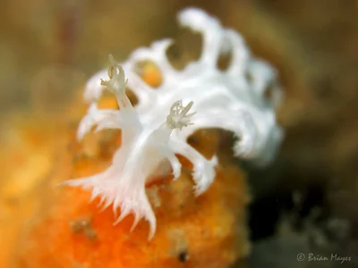 Nudibranch (Tritoniopsis elegans)