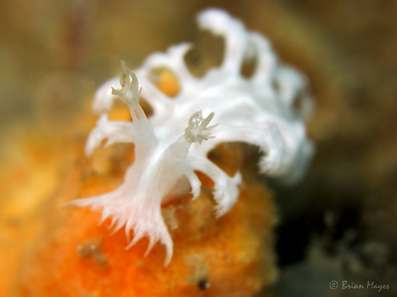 Nudibranch (Tritoniopsis elegans)