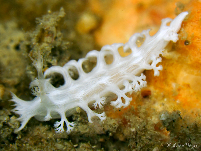Nudibranch (Tritoniopsis elegans)