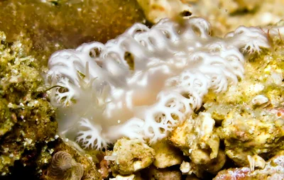 Tritoniopsis elegans, Romblon Island, Philippines