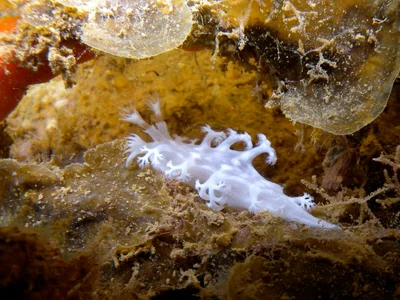 Second white lady