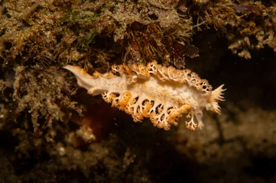Tritoniopsis elegans - Hervey Bay, Coral Cove, QLD, AU