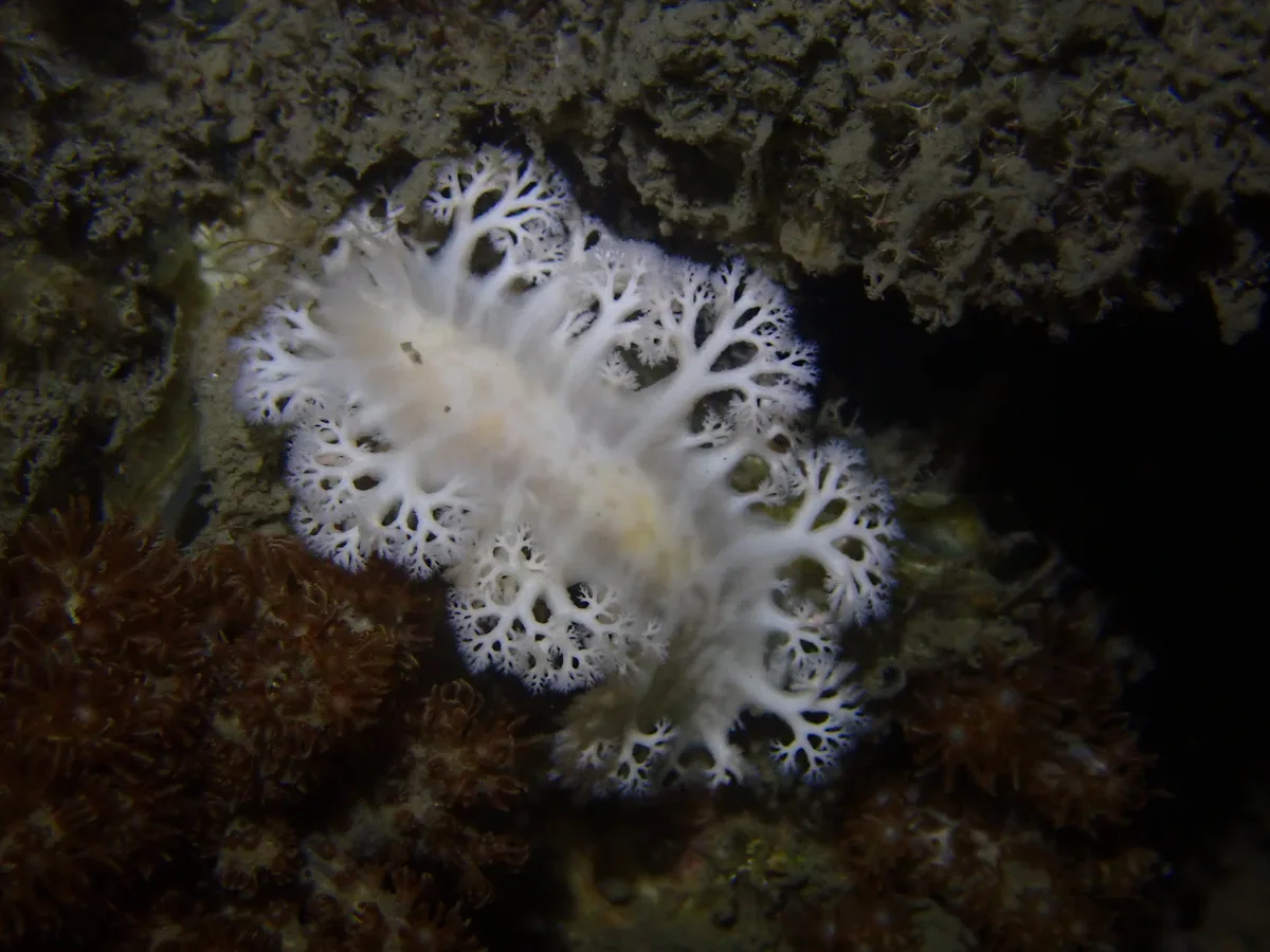 Tritoniopsis elegans - Australia