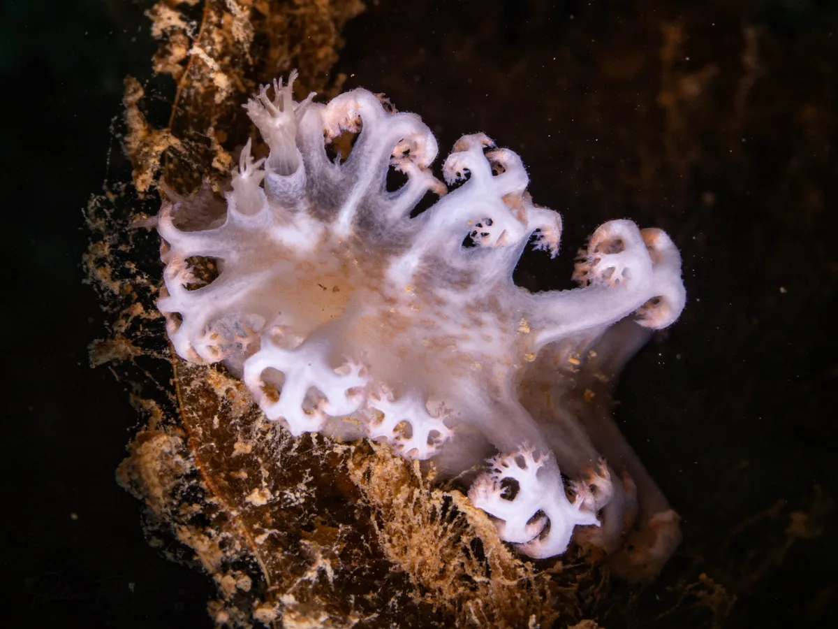 Tritoniopsis elegans - Saint Vincent, Nouvelle-Calédonie