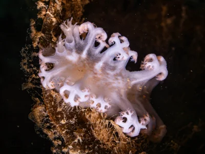 Tritoniopsis elegans - Saint Vincent, Nouvelle-Calédonie