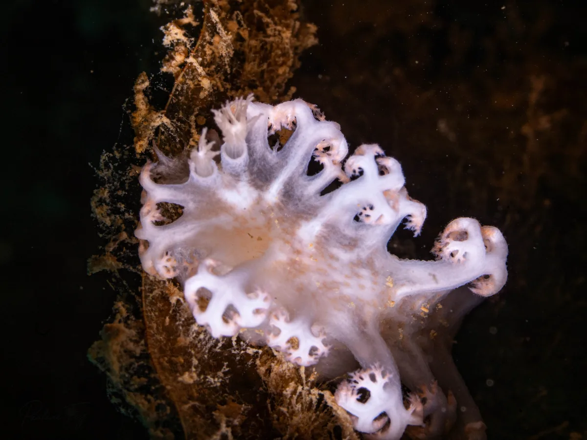 Tritoniopsis elegans - Saint Vincent, Nouvelle-Calédonie