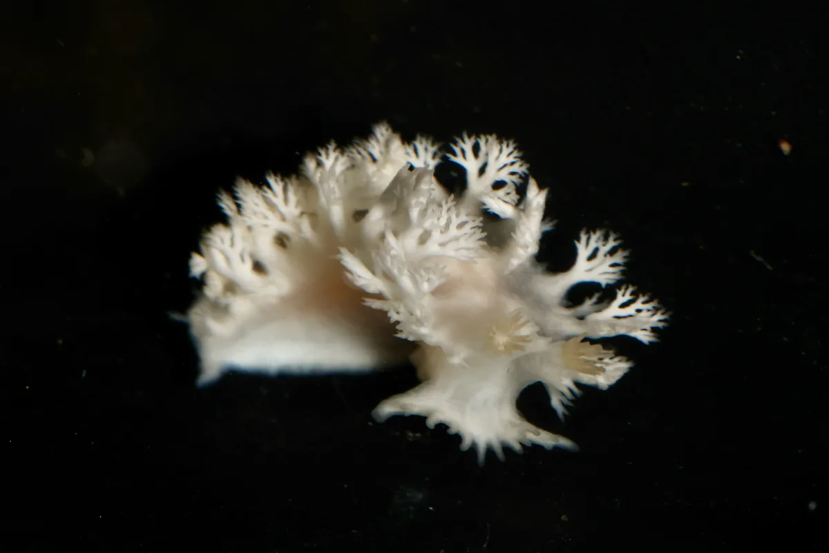 Tritoniopsis elegans - Yasucho Teiyama, Konan, Kochi, JP
