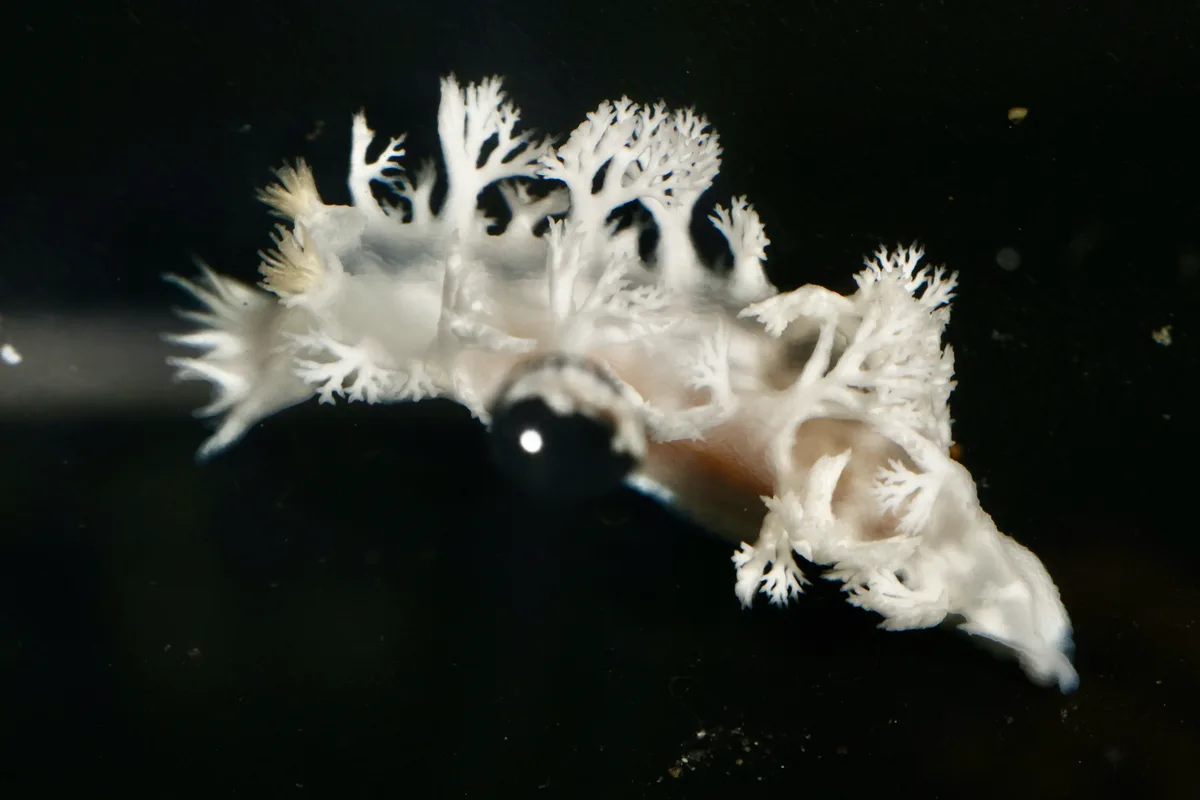 Tritoniopsis elegans - Yasucho Teiyama, Konan, Kochi, JP