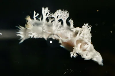 Tritoniopsis elegans - Yasucho Teiyama, Konan, Kochi, JP