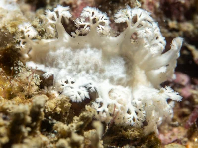 Tritoniopsis elegans - Rose Bay, Bowen, QLD, Australia