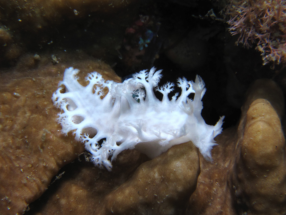 Tritoniopsis elegans - Rapier Shoal, Sunshine Coast QLD, Australia