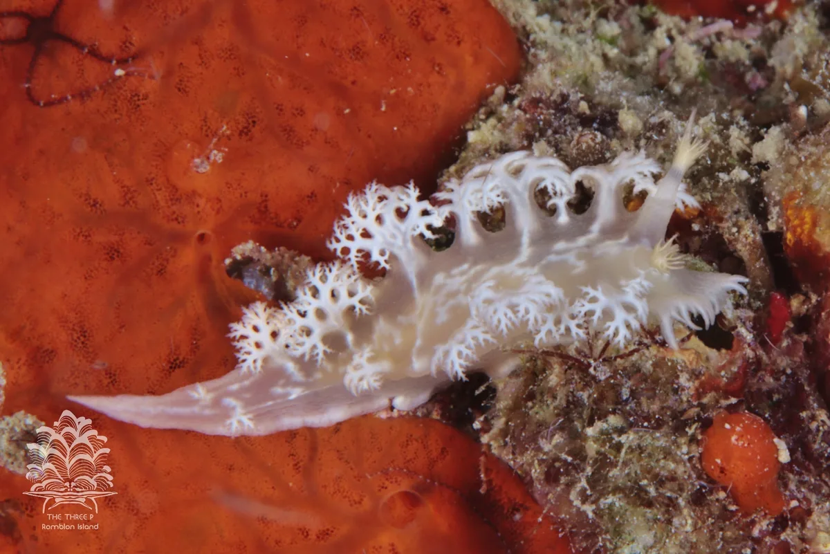 Tritoniopsis elegans - Romblon, PH