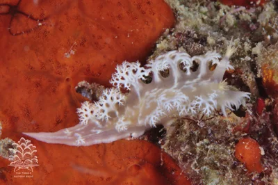 Tritoniopsis elegans - Romblon, PH