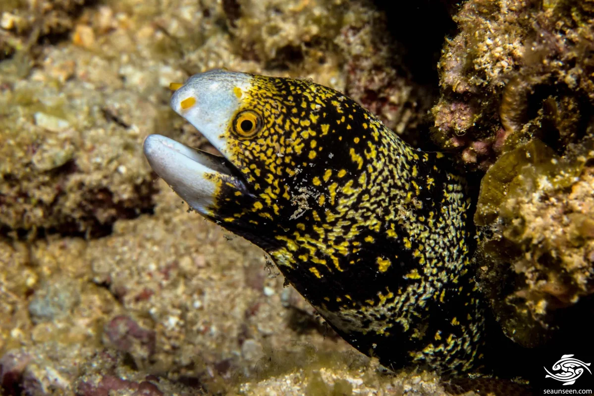 Snowflake Moray