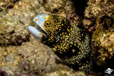Snowflake Moray