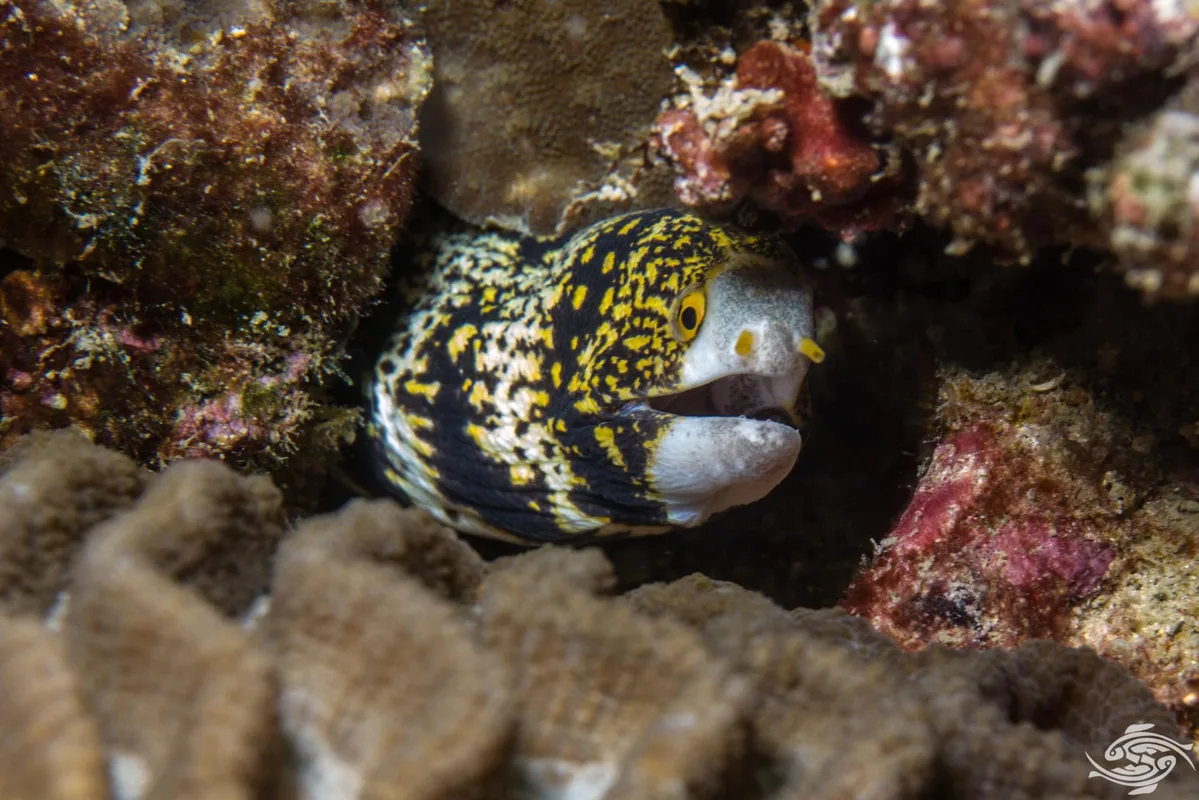 Snowflake Moray
