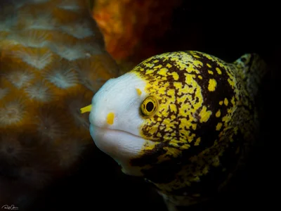 Snowflake Moray - Echidna nebulosa