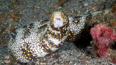 Snowflake Moray - Echidna nebulosa