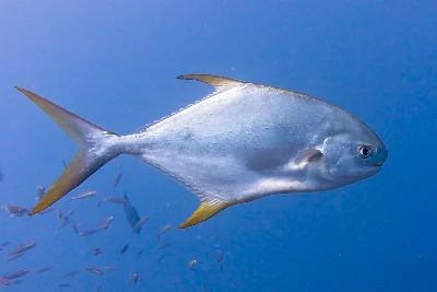 Snubnose Pompano