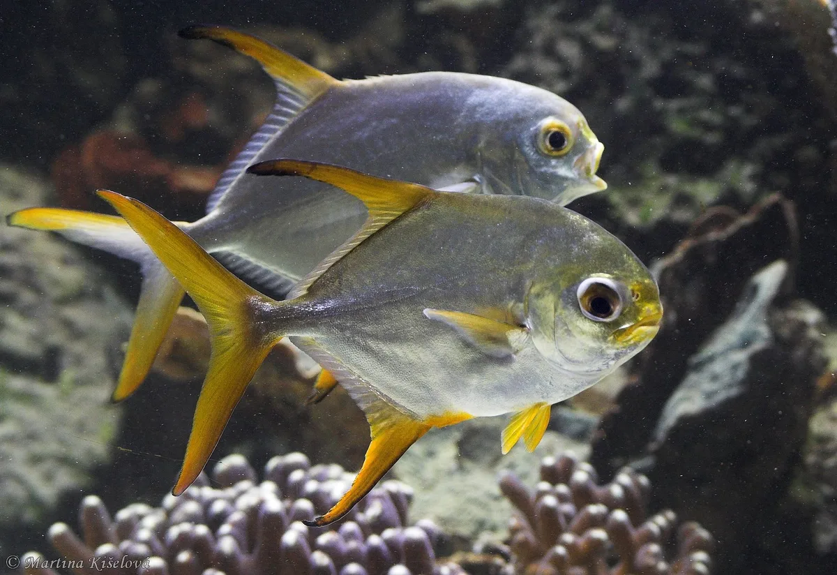 Trachinotus blochii
