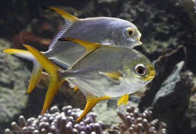 Trachinotus blochii