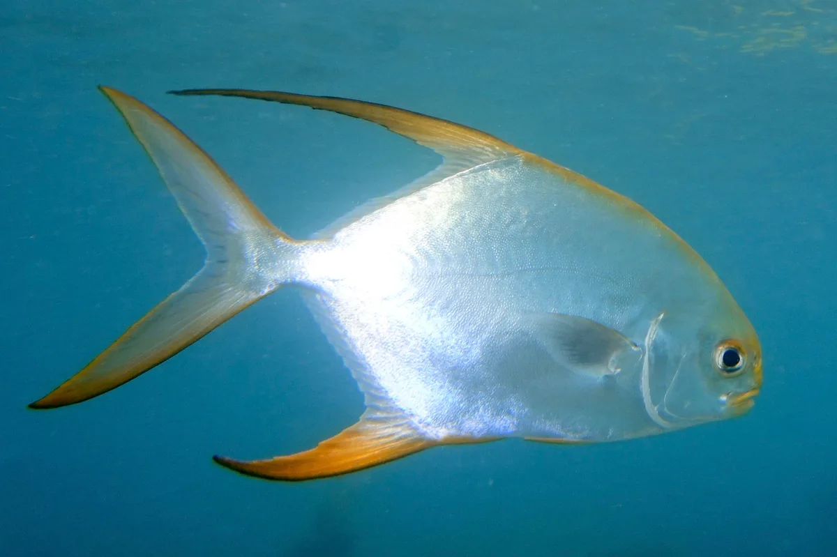 Snubnose pompano (Trachinotus blochii), Anse Possession, Praslin, Seychelles
