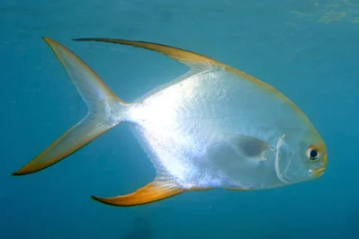 Snubnose pompano (Trachinotus blochii), Anse Possession, Praslin, Seychelles