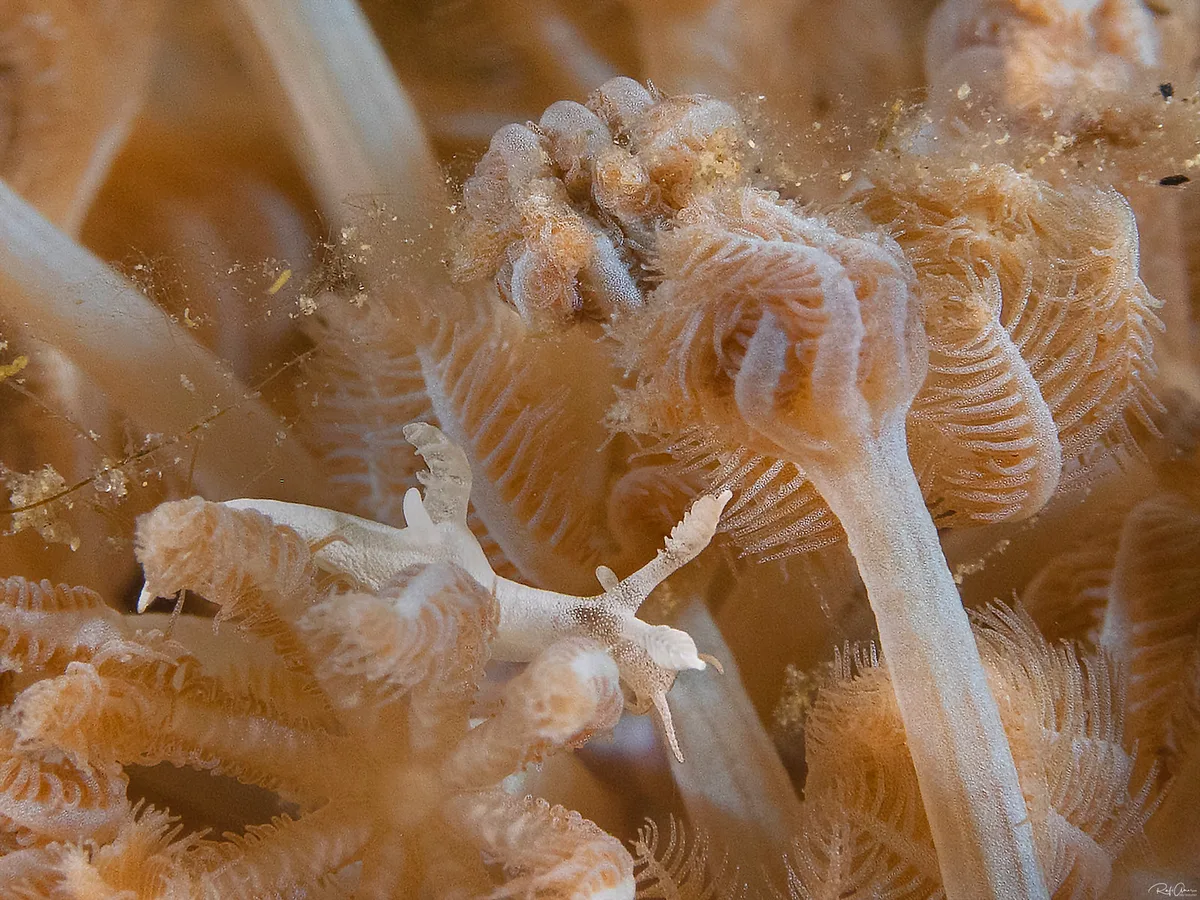 Trapania lemnalioides