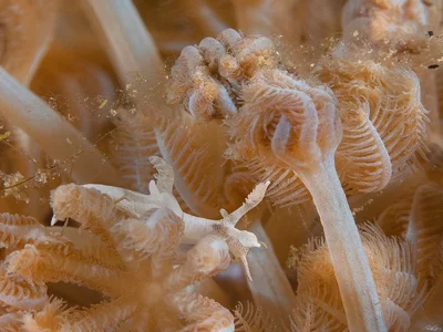Trapania lemnalioides