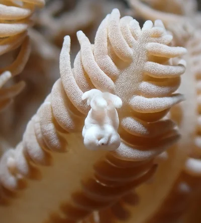 Trapania lemnalioides - Mabini, Batangas, Philippines