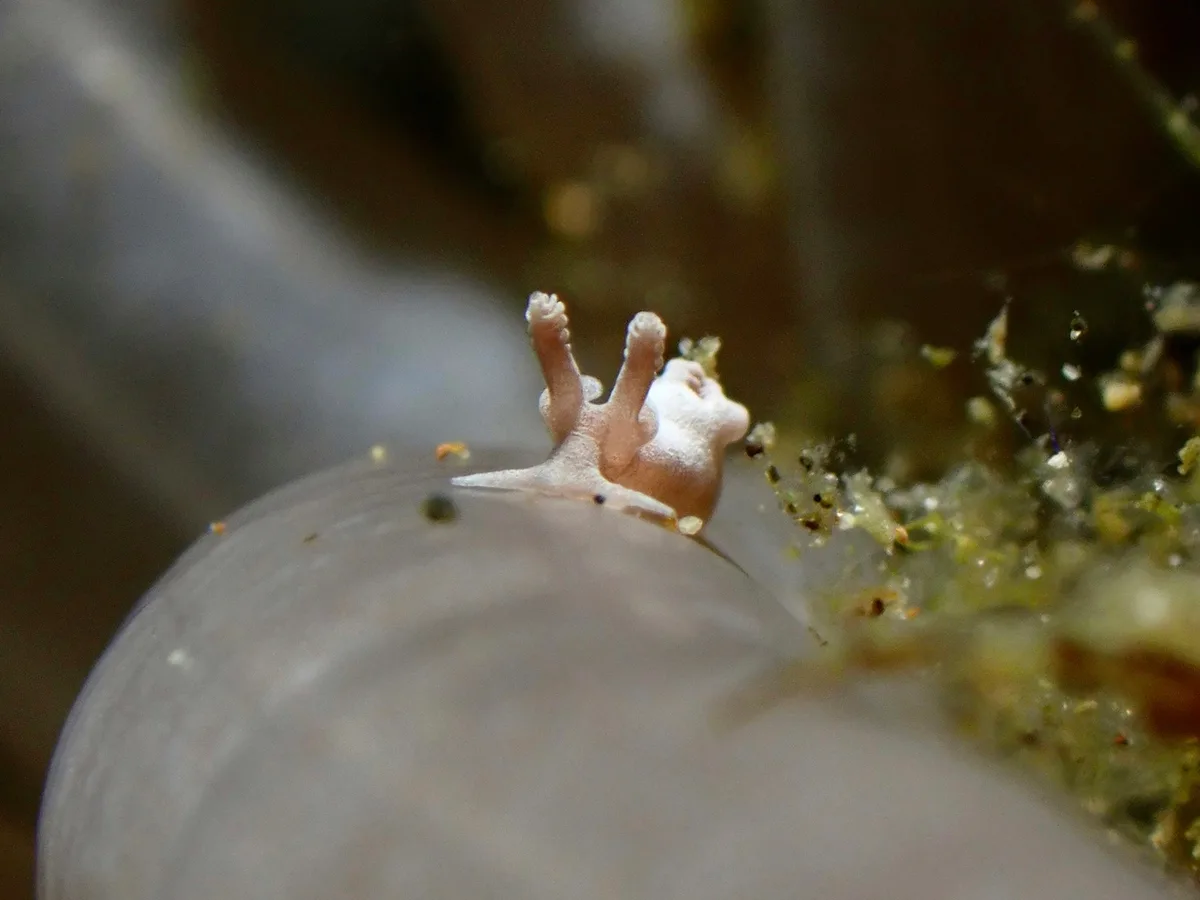 Trapania lemnalioides - Balayan Bay, Calabarzon, PH