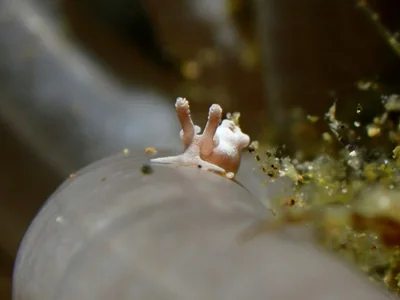 Trapania lemnalioides - Balayan Bay, Calabarzon, PH