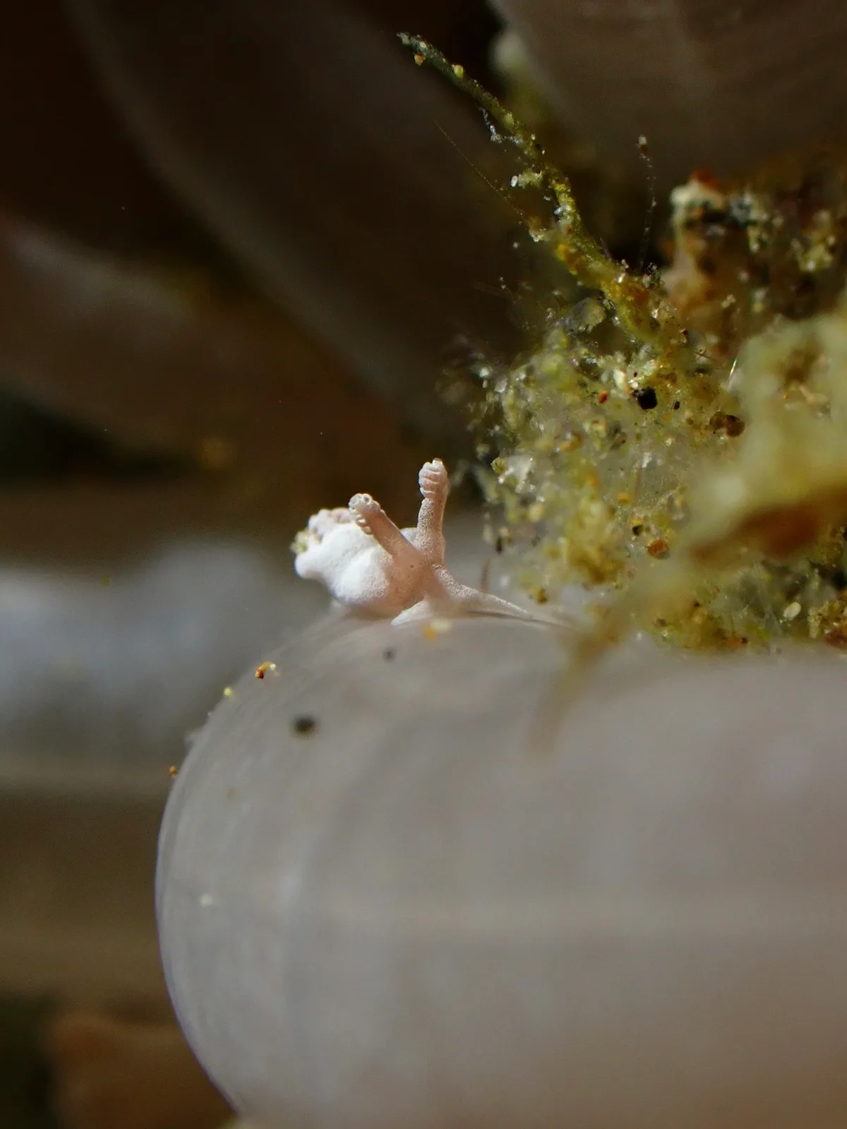 Trapania lemnalioides - Balayan Bay, Calabarzon, PH