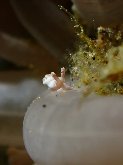 Trapania lemnalioides - Balayan Bay, Calabarzon, PH