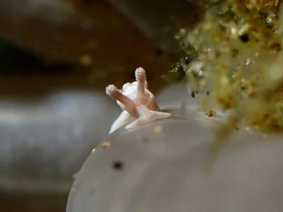 Trapania lemnalioides - Balayan Bay, Calabarzon, PH