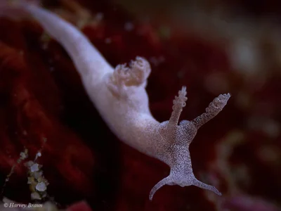 Trapania lemnalioides - Mabini, Batangas, Philippines