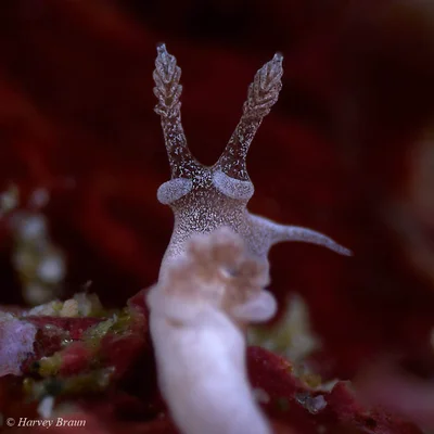 Trapania lemnalioides - Mabini, Batangas, Philippines