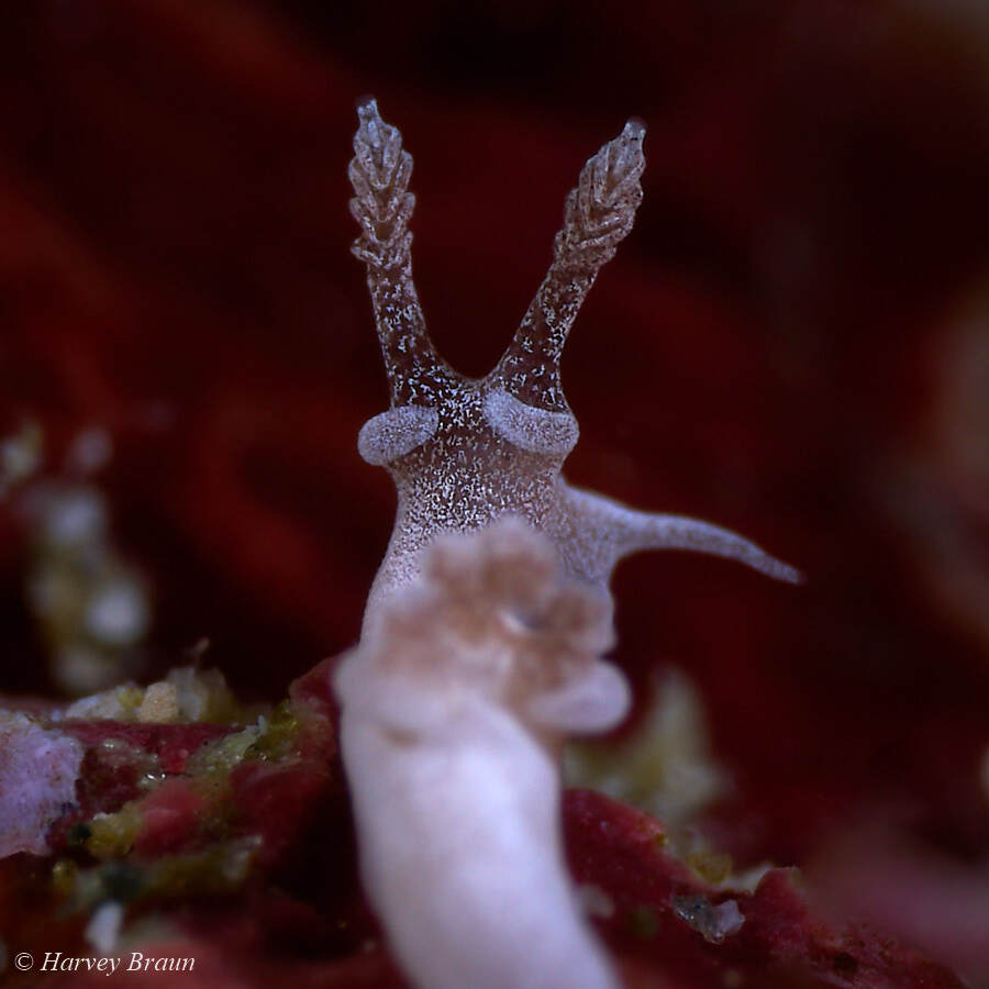 Trapania lemnalioides - Mabini, Batangas, Philippines