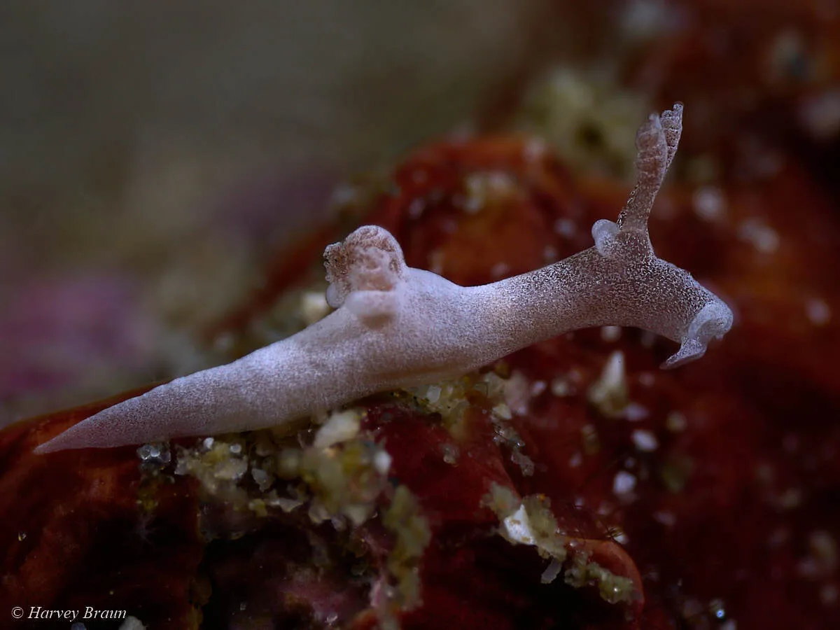 Trapania lemnalioides - Mabini, Batangas, Philippines