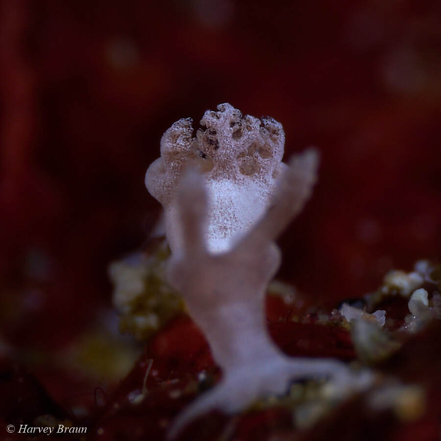 Trapania lemnalioides - Mabini, Batangas, Philippines