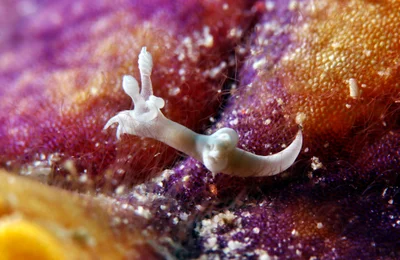 Trapania lemnalioides - Romblon, PH