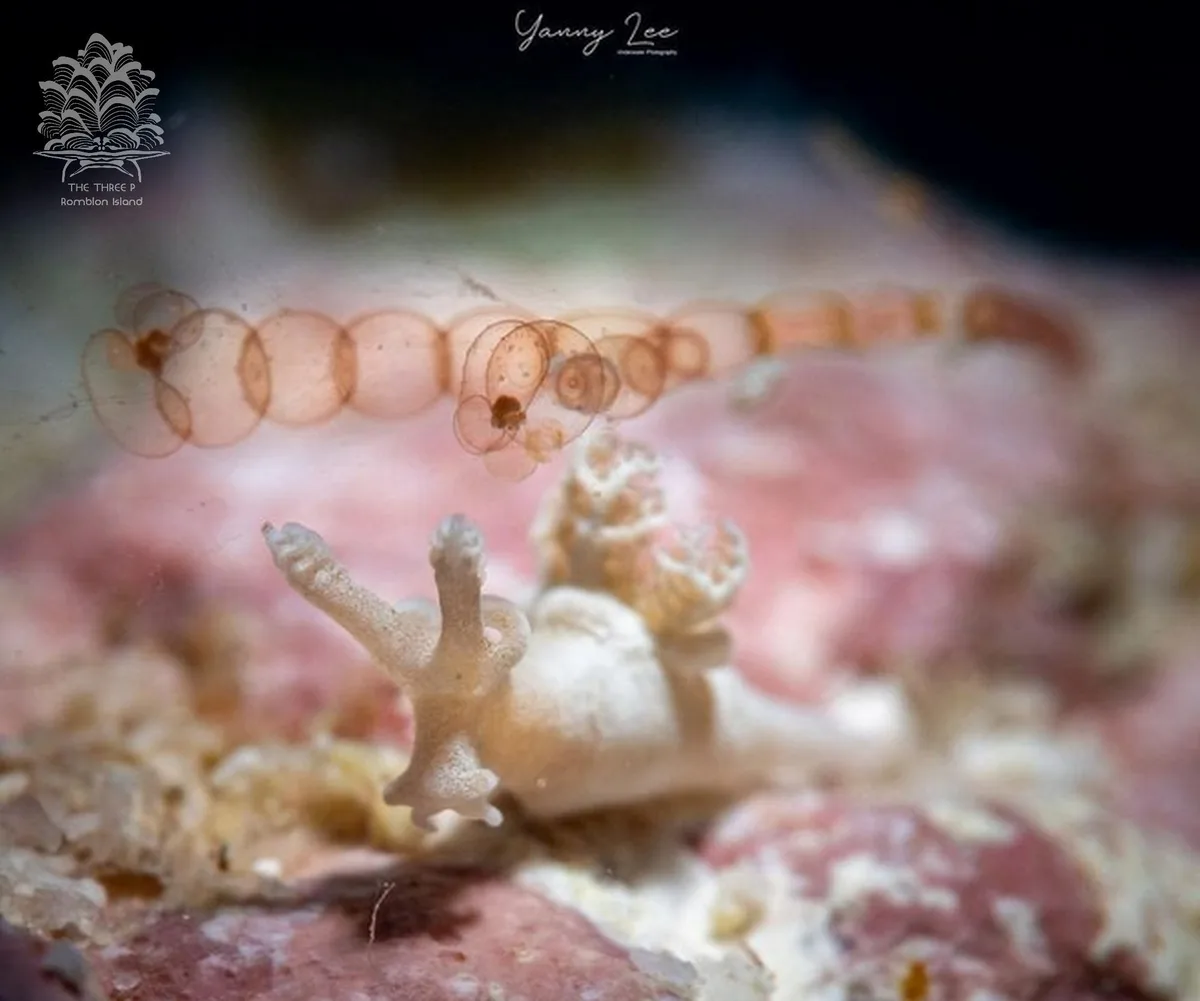 Trapania lemnalioides - Romblon, PH