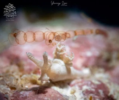 Trapania lemnalioides - Romblon, PH