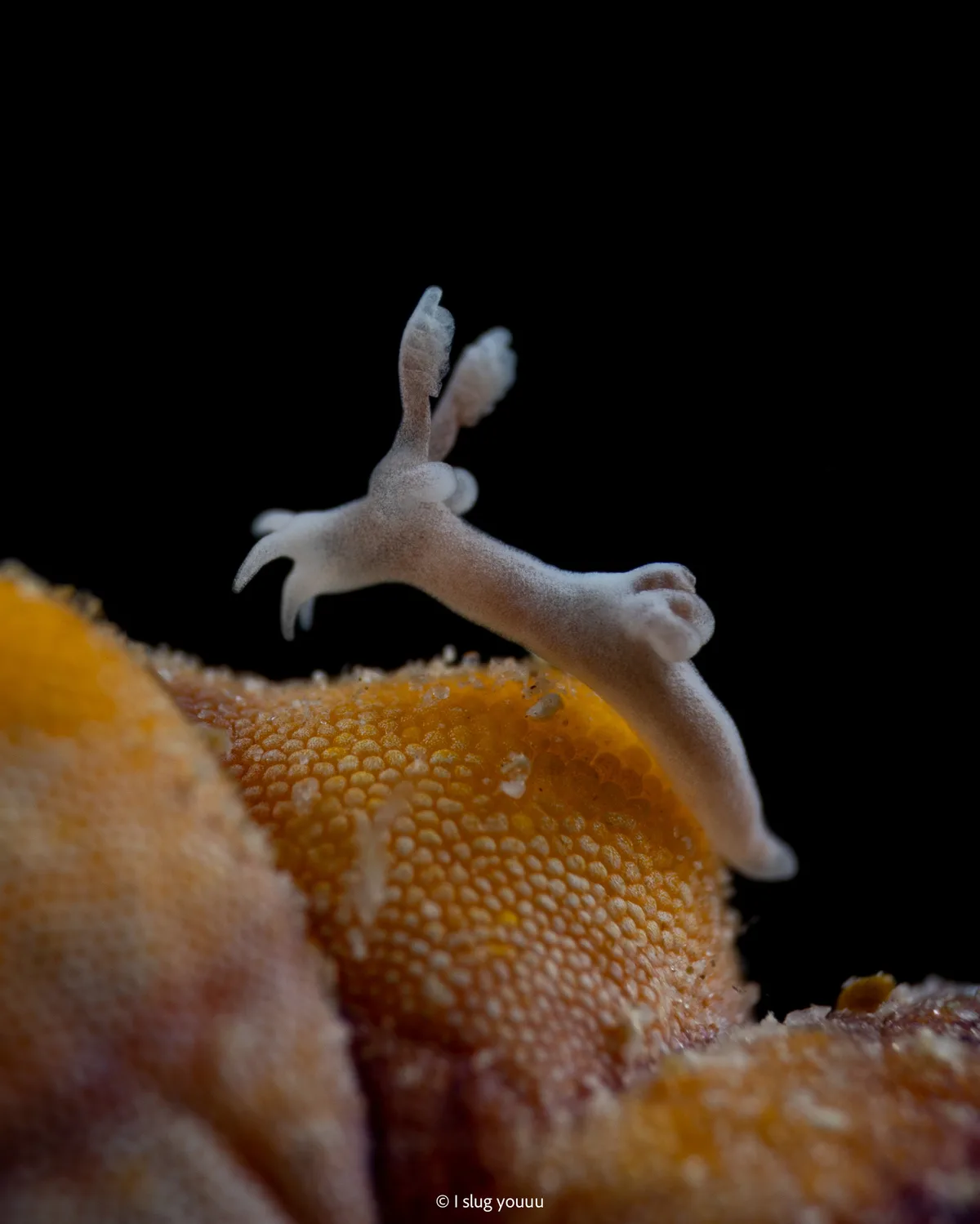 Trapania lemnalioides - Romblon Harbor, Mimaropa, PH