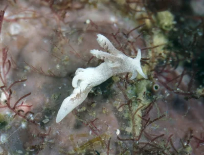 Trapania lemnalioides - Puerto Galera, Oriental Mindoro, Philippines